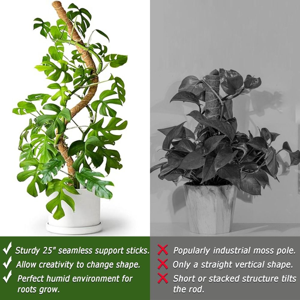 دعامات نباتات قابلة للثني من ا - مراجعة Sphagnum Moss Dry وسعره