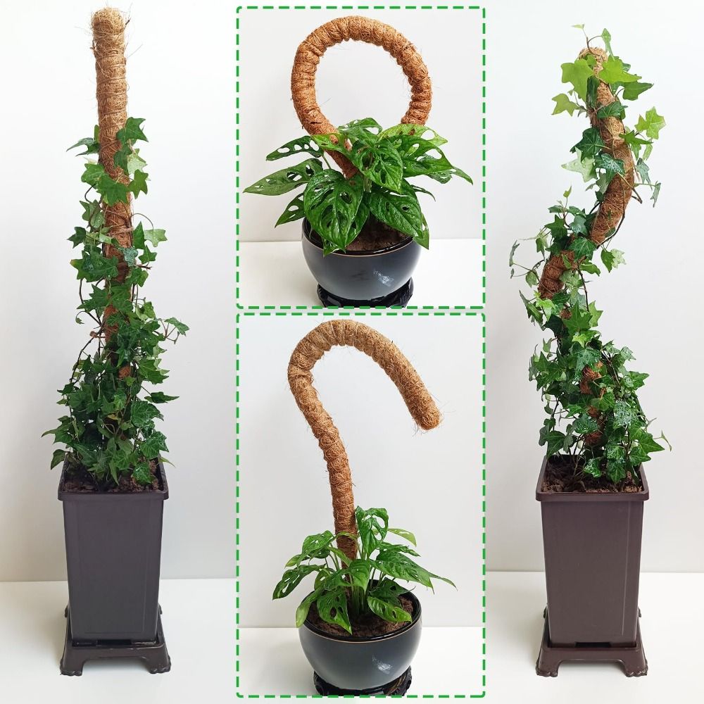 دعامات نباتات قابلة للثني من ا - مراجعة Sphagnum Moss Dry وسعره